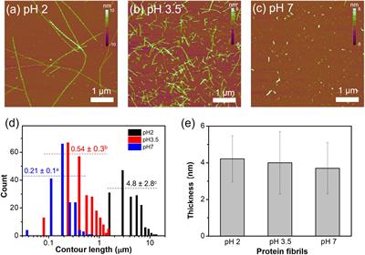 The effects of whey protein fibrils on the linear and non-linear rheological properties of a gluten-free dough